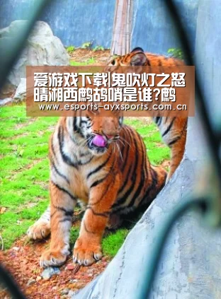 爱游戏下载|鬼吹灯之怒晴湘西鹧鸪哨是谁?鹧鸪哨为什么要找雮尘珠?(图2) 爱游戏app